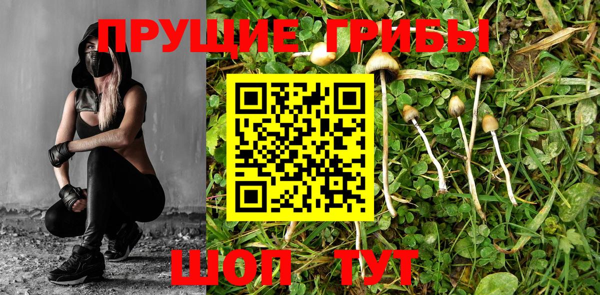 Тихвин  Галлюциногенные грибы Psilocybine cubensis  Вход с VPN 